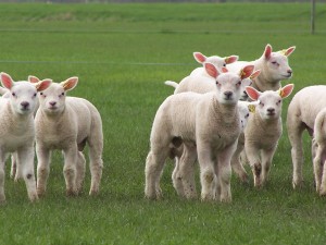 Lammetjes voorjaar 2005