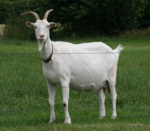 Wilhelmientje 64 (533 x 400)