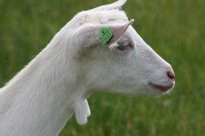 Wilhelmientje 68 (533 x 400)