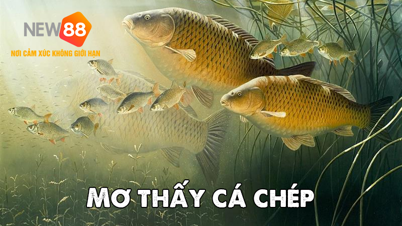 Giải Mã Giấc Mơ Thấy Cá Chép: Khám Phá Bí Ẩn May Mắn Đằng Sau Giấc Mơ 4 Mơ thấy cá chép là điềm báo gì?